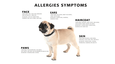 Apoquel Treatment For Allergies in Dogs - How we can help