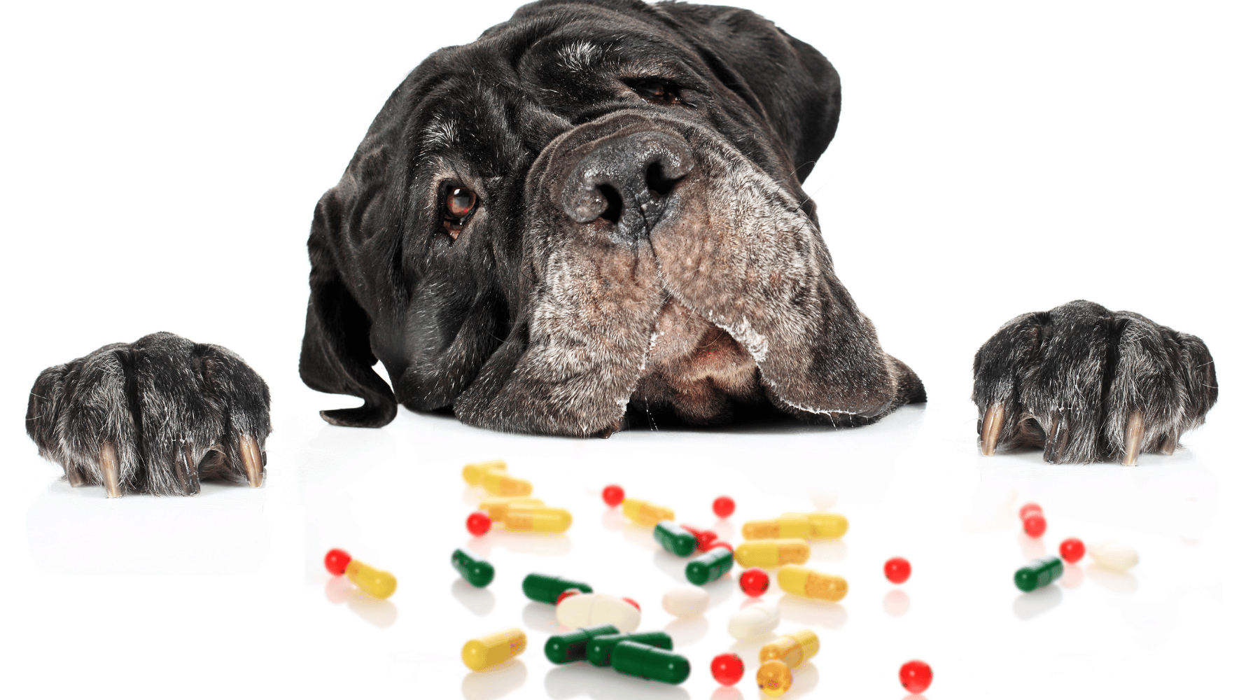 are dogs meds safe to buy online