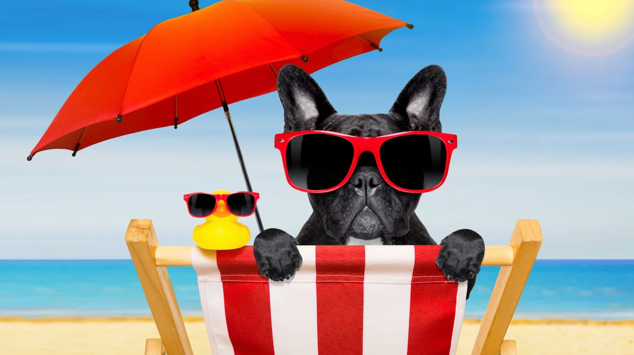 How to keep your pets cool during the summer