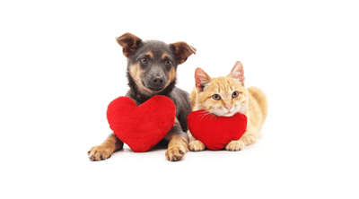 Heart Disease in Cats & Dogs - What you need to know