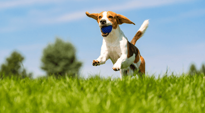 Spring Has Arrived - Pet Care Tips From Vet Nick MRCVS