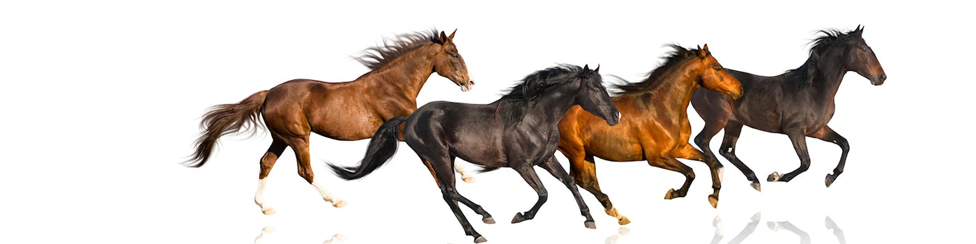 Horses