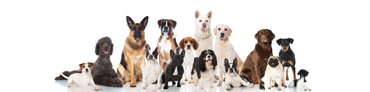 Dogs