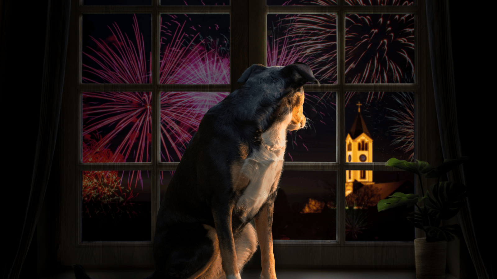How to Keep Your Pet Calm This Halloween and Bonfire Night: A Vet's Guide