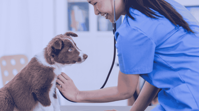 My Pets Vet puts care before profit margin on pet medication