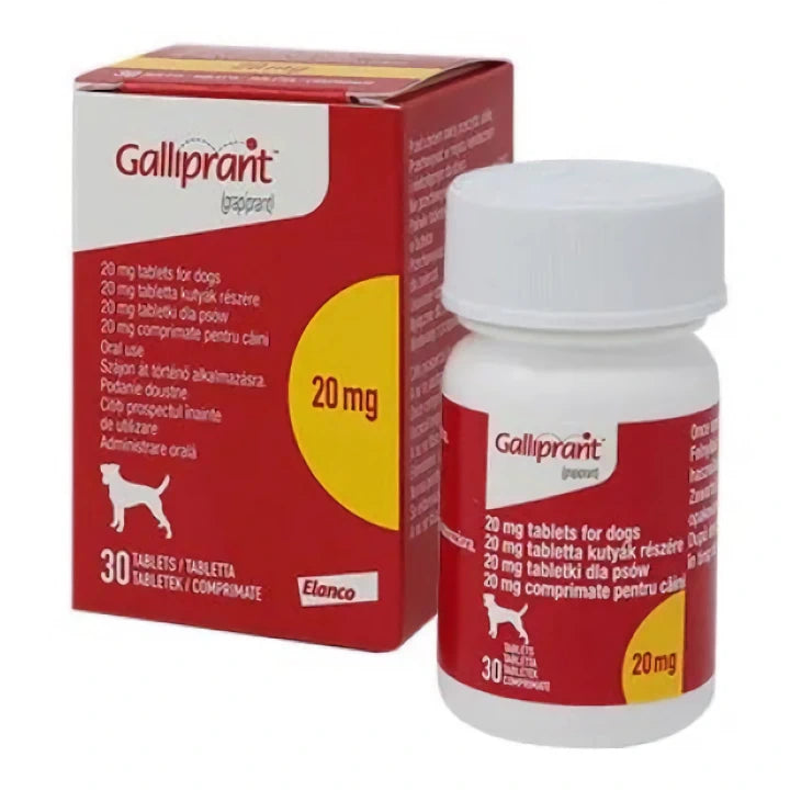 Galliprant 2024 with food